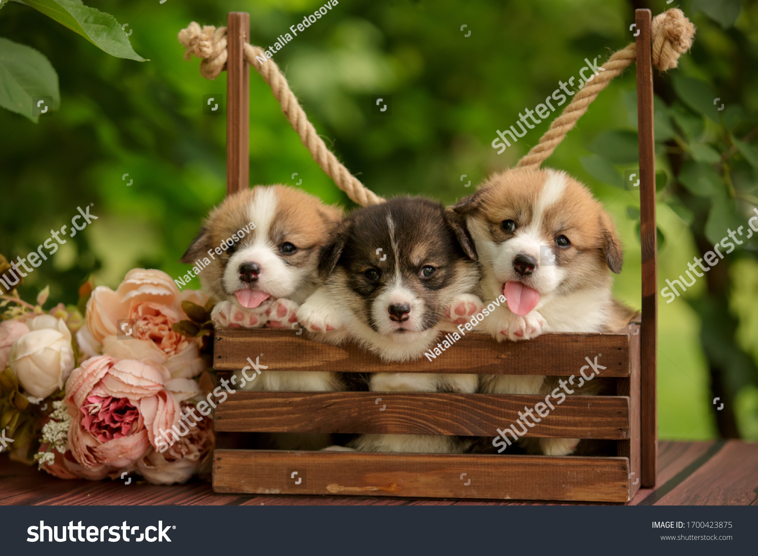 welsh corgi funny puppies litter together