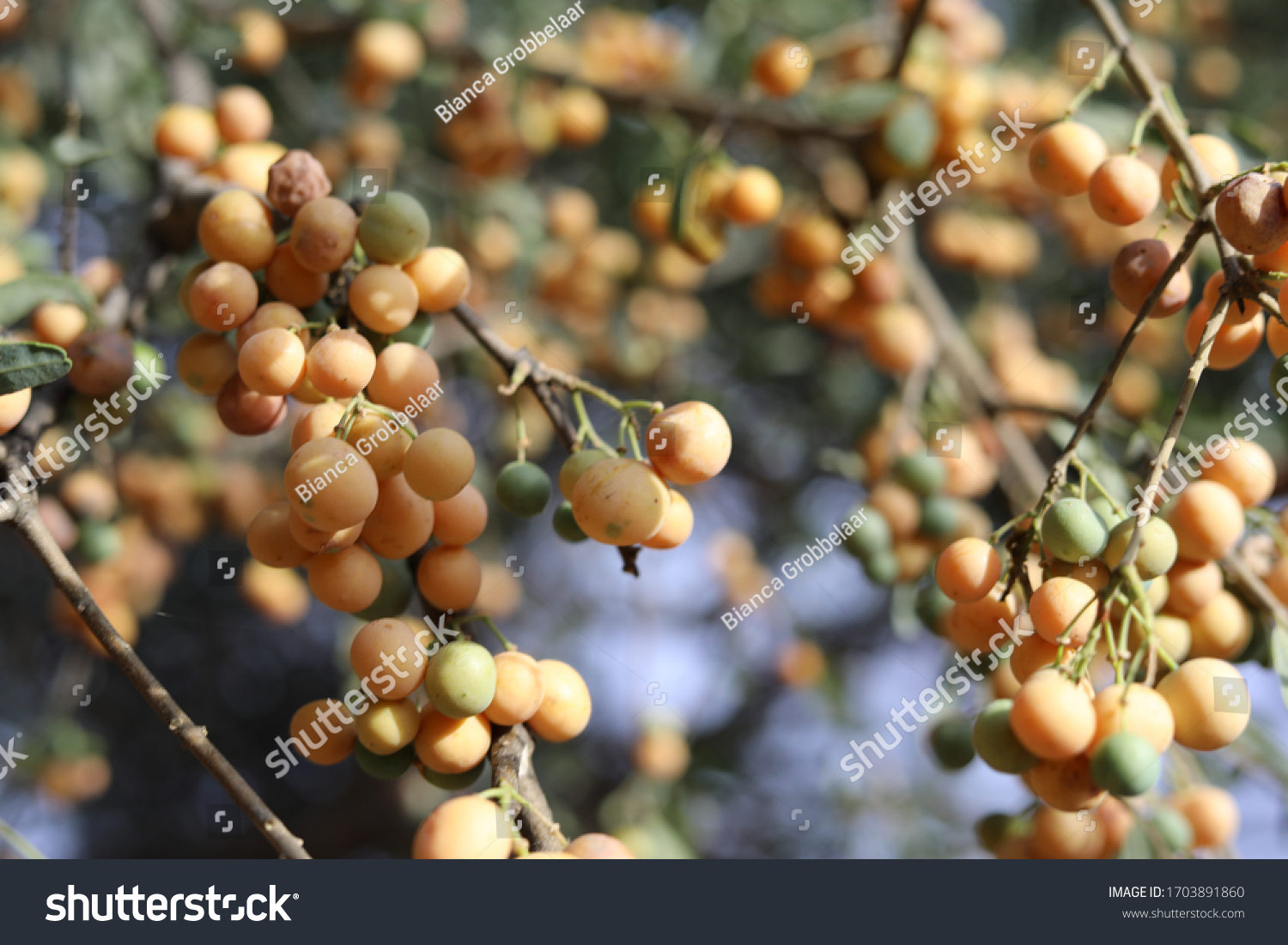 The colour yellow. Different lichens fynbos silver oak and Shepard bullace. All these images represent the colour yellow.