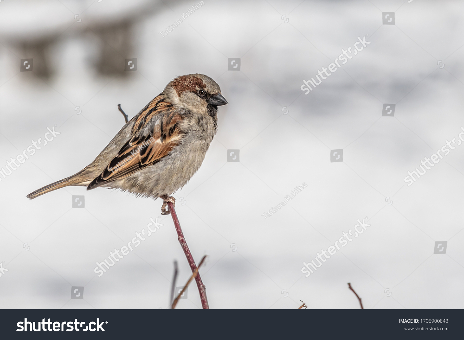 Fun gray and brown sparrow sits on a branch in the park in winter on a