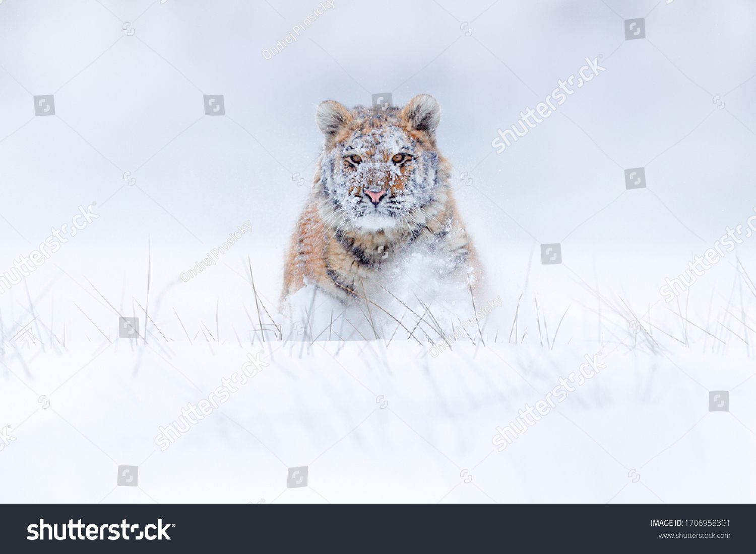 Tiger snow running in wild winter nature. Siberian tiger  Panthera tigris altaica. Action wildlife scene with dangerous animal. Cold winter in taiga  Russia. Snow flakes with wild Amur cat. 