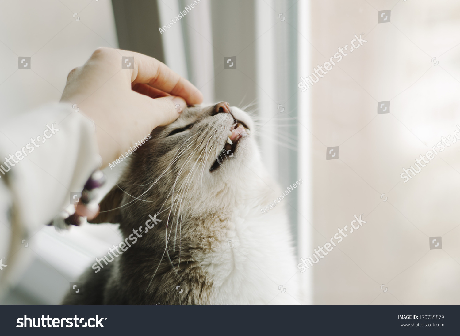 Adorable insolent cat showing love to his owner