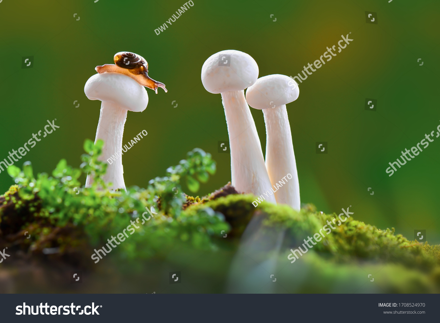 Snails macro photos on mushrooms in a tropical garden