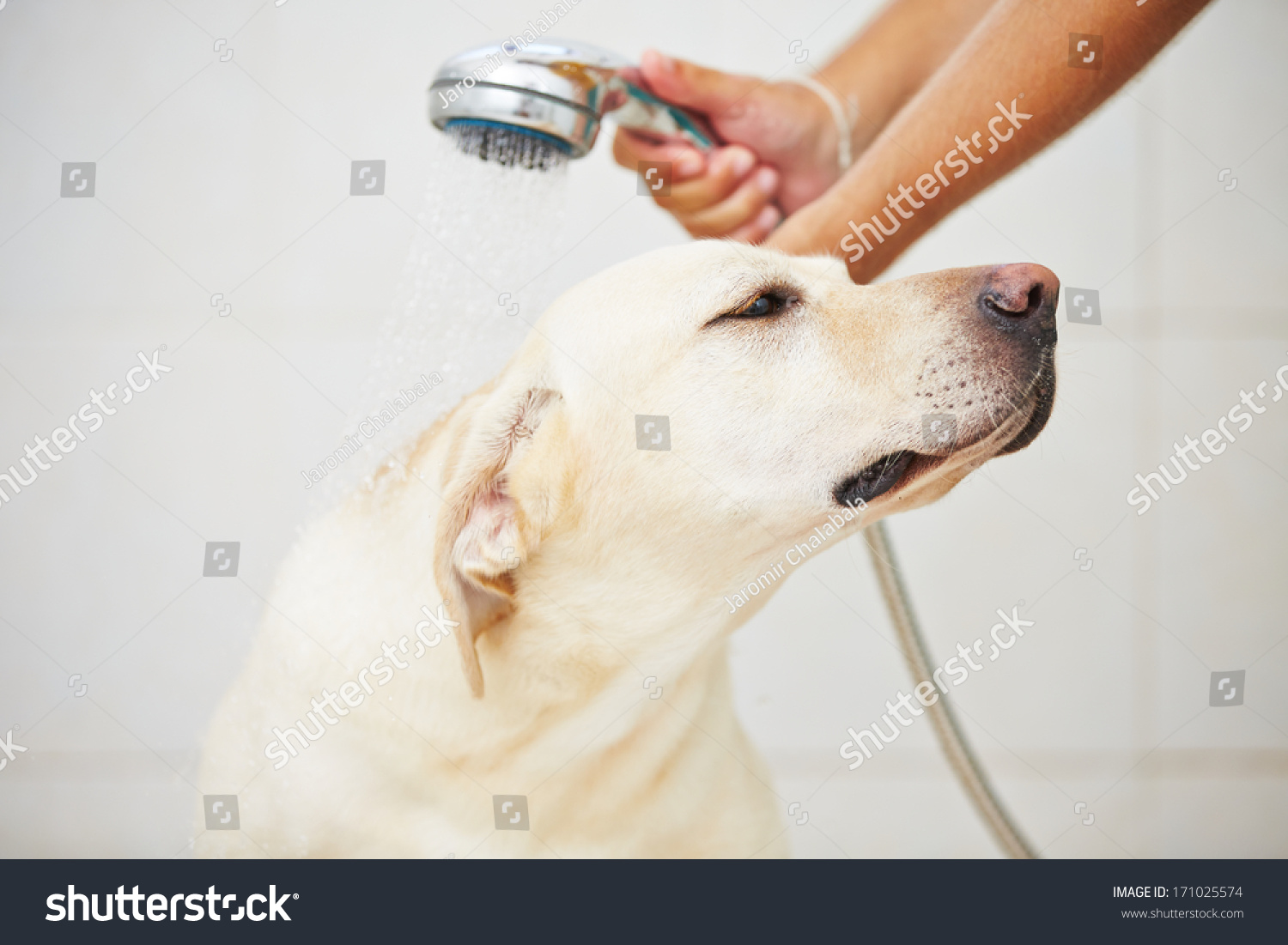 Labrador retriever is taking a shower at home.