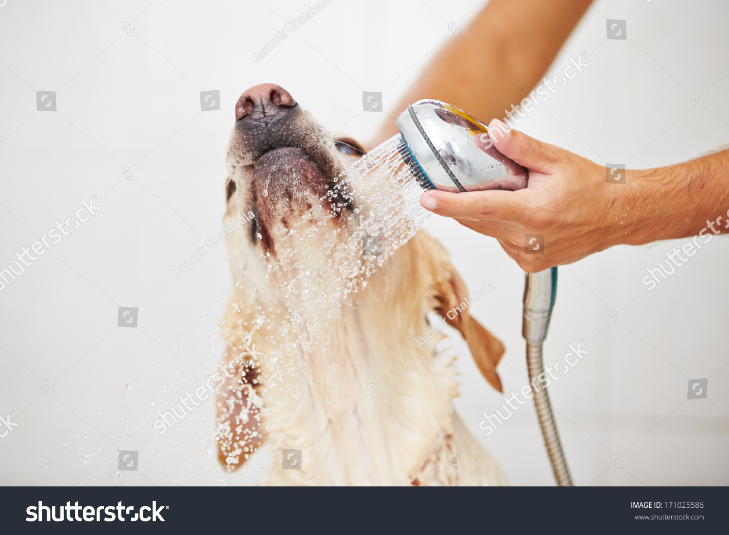 Labrador retriever is taking a shower at home.