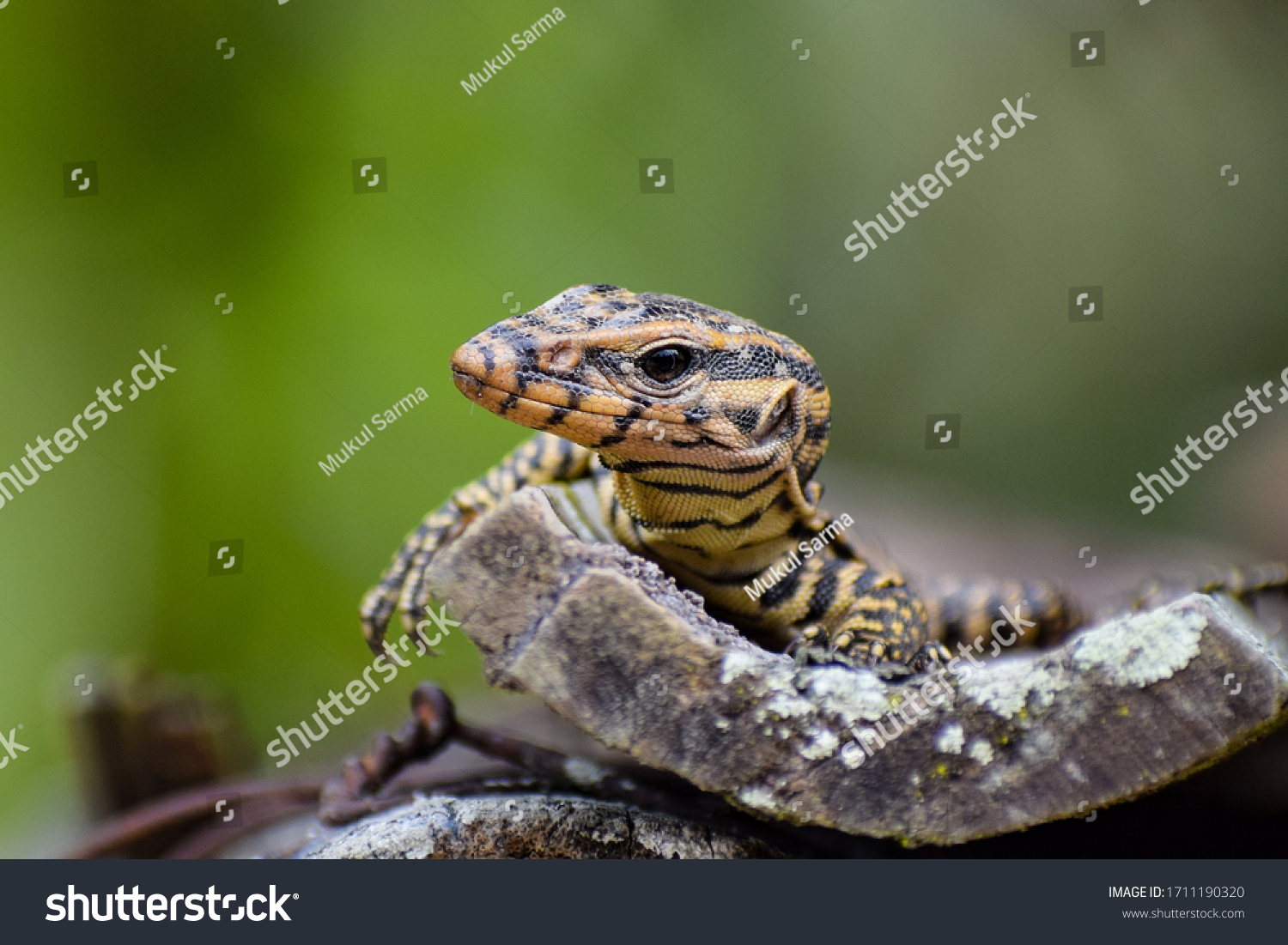 A curious Baby Monitor Lizard.