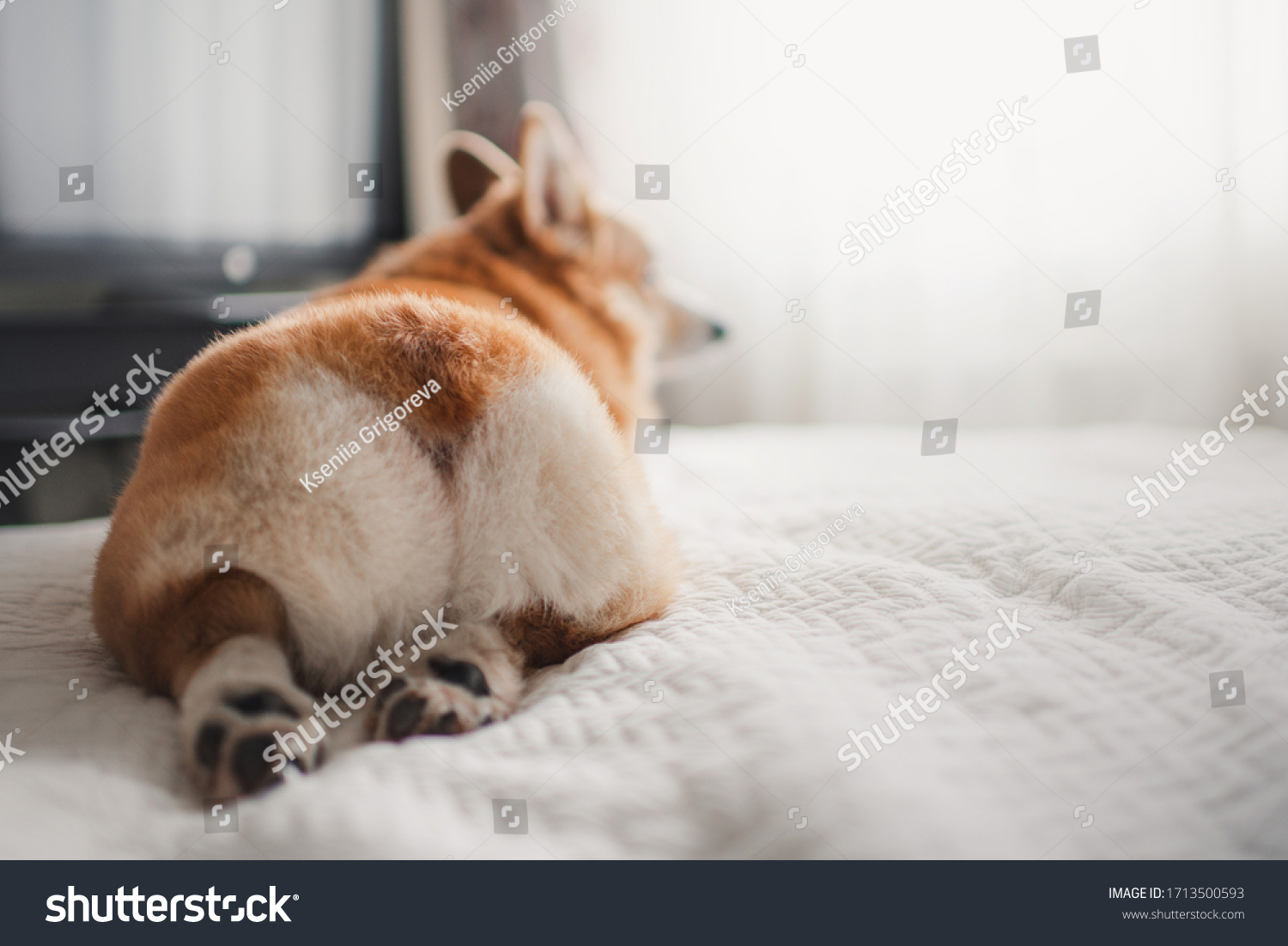 Corgi is lying on the bed. Corgi's butt.Image with selective focus. 