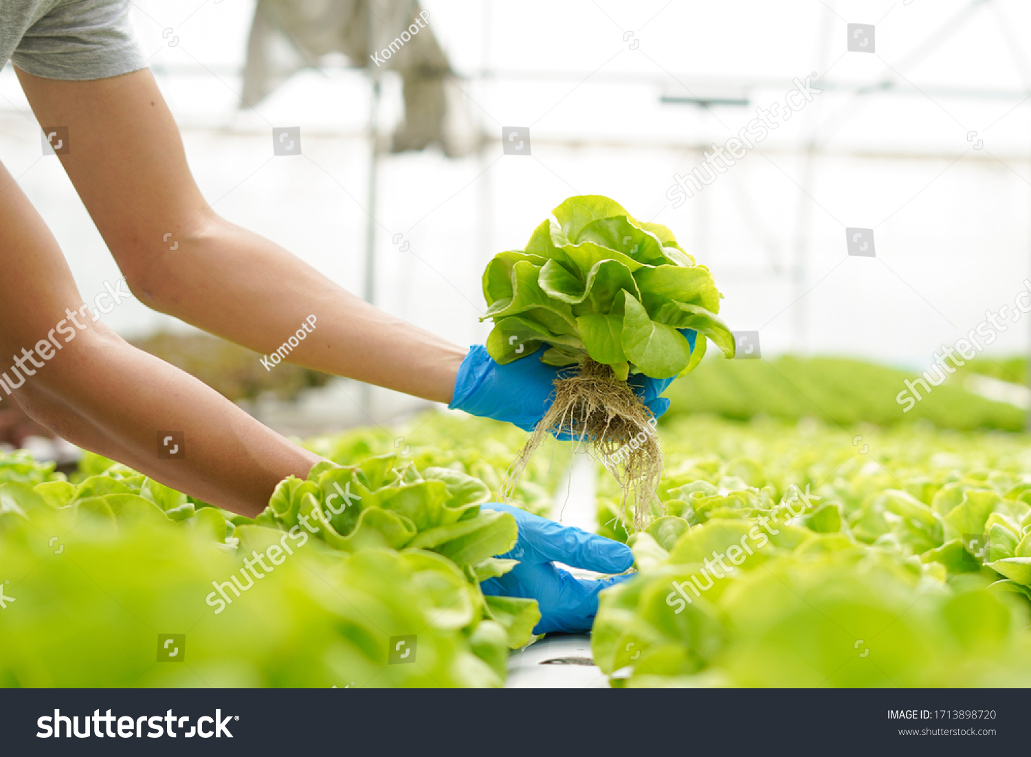 Farmer harvest farm products and fresh vegetables in greenhouse or organic farm for supply chain and delivery to customer hydroponic farm and agriculture for food supply