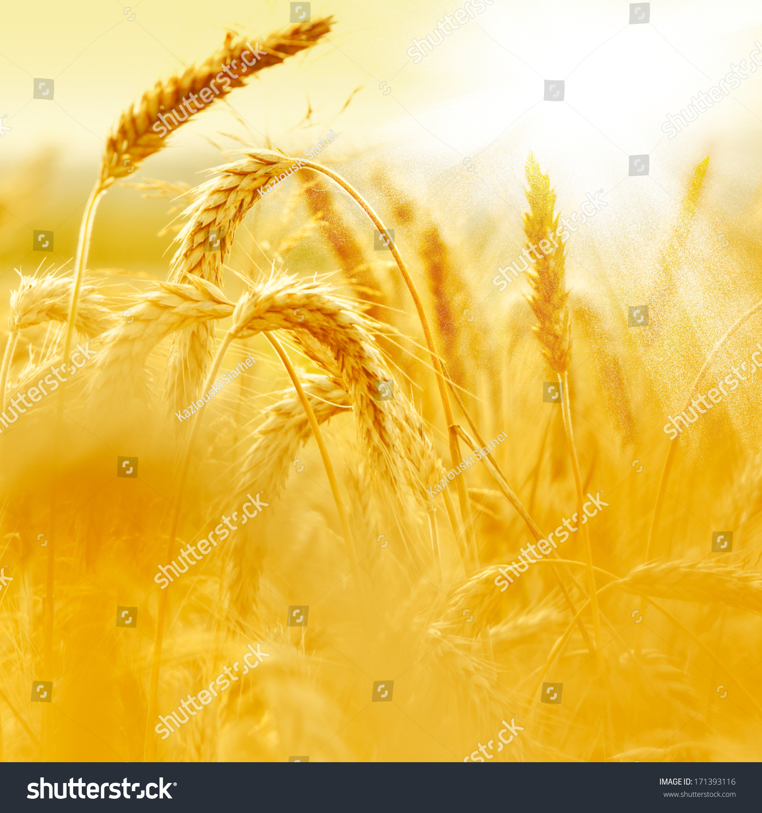 Wheat field