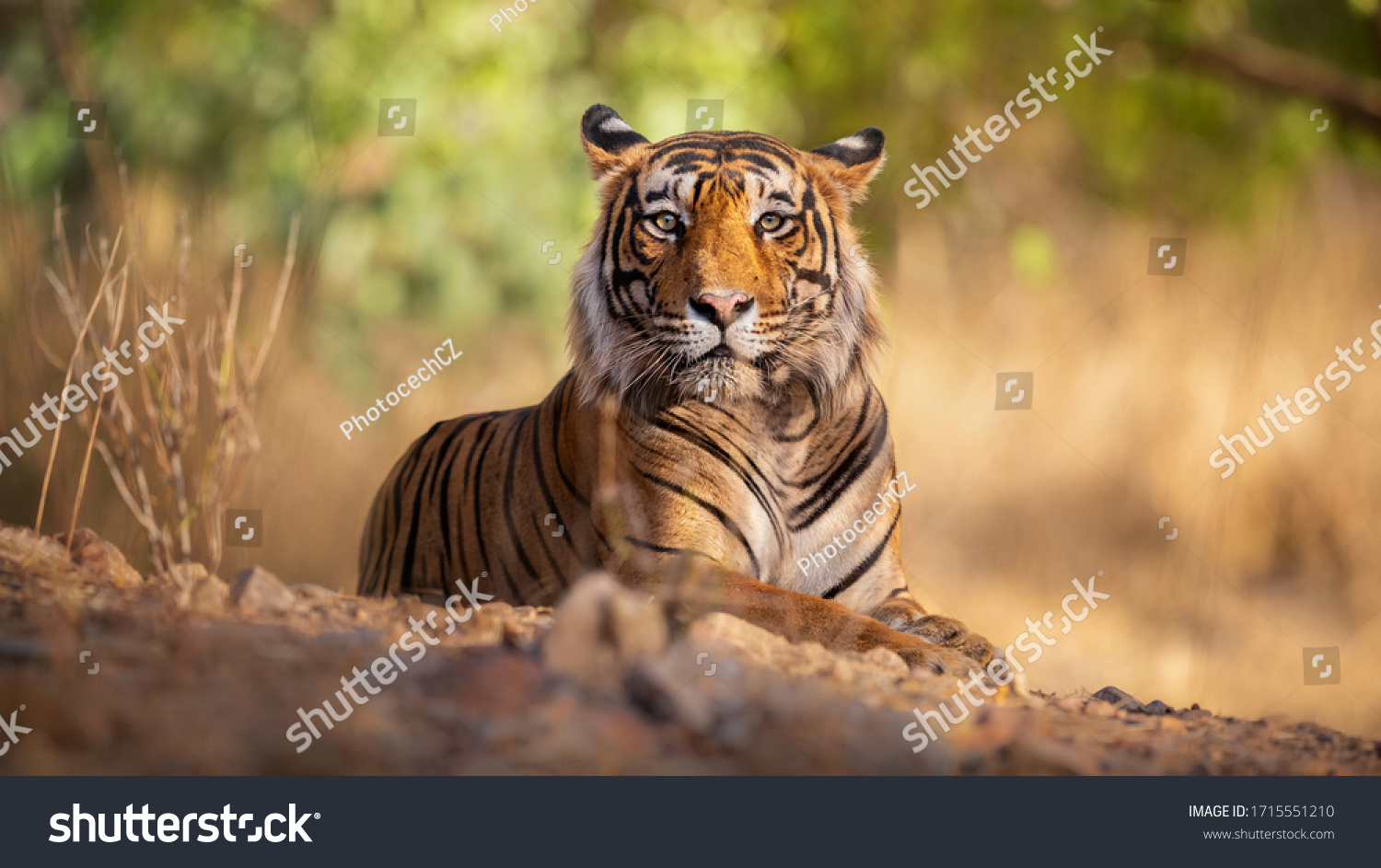Amazing tiger in the nature habitat. Tiger pose during the golden light time. Wildlife scene with danger animal. Hot summer in India. Dry area with beautiful indian tiger. Panthera tigris.