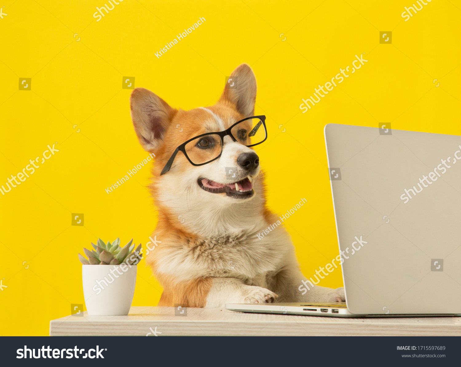 Cute corgi dog looking at laptop in glasses on yellow background