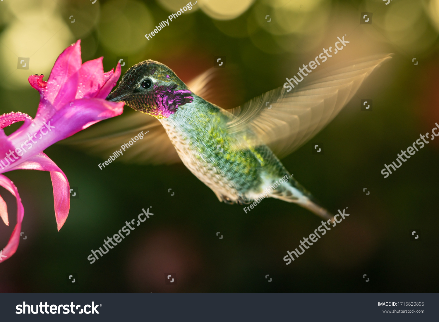 A photograph of a male hummingbird with colorful feather visiting the pink flower