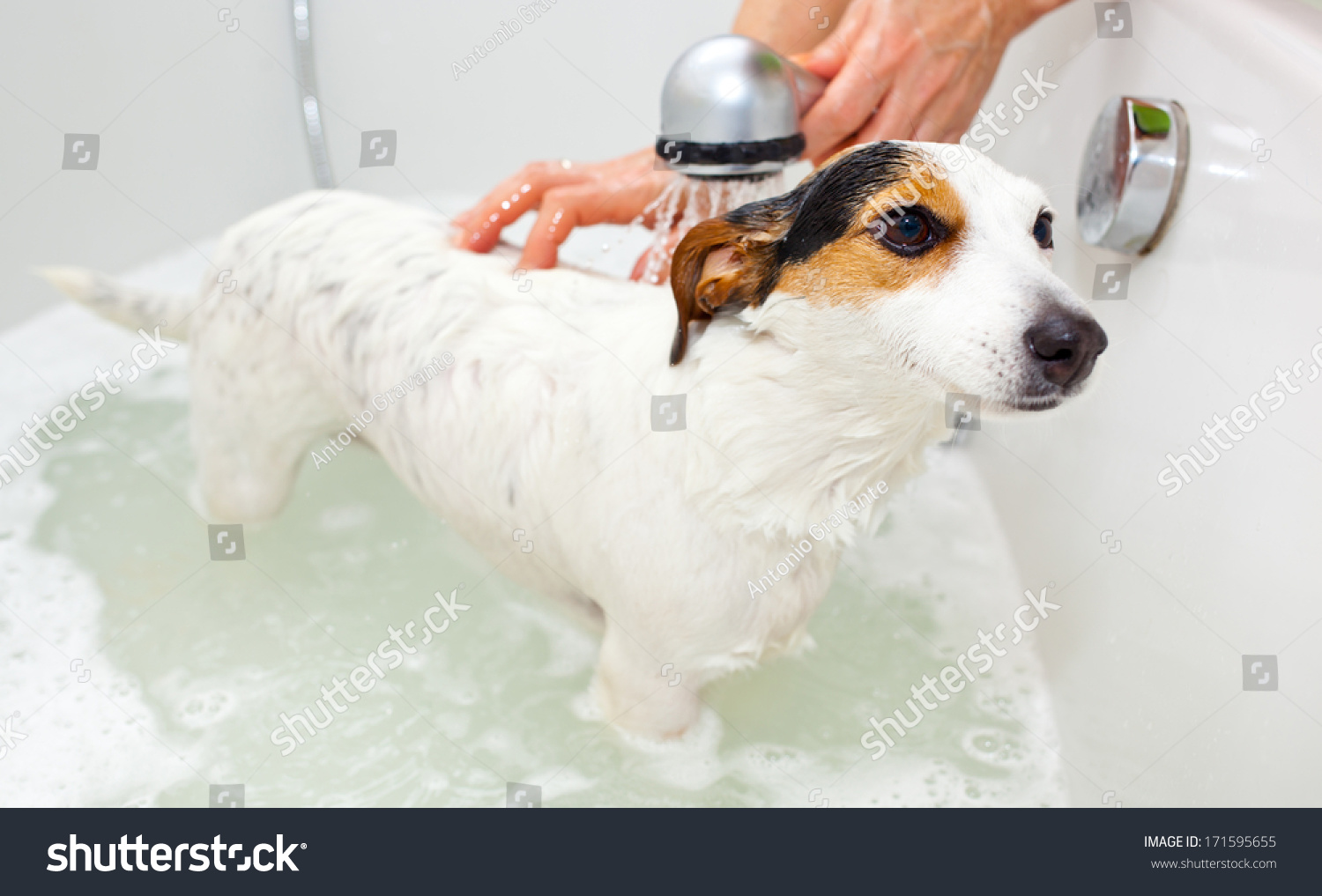Jack Russell dog taking a bath in a bathtub