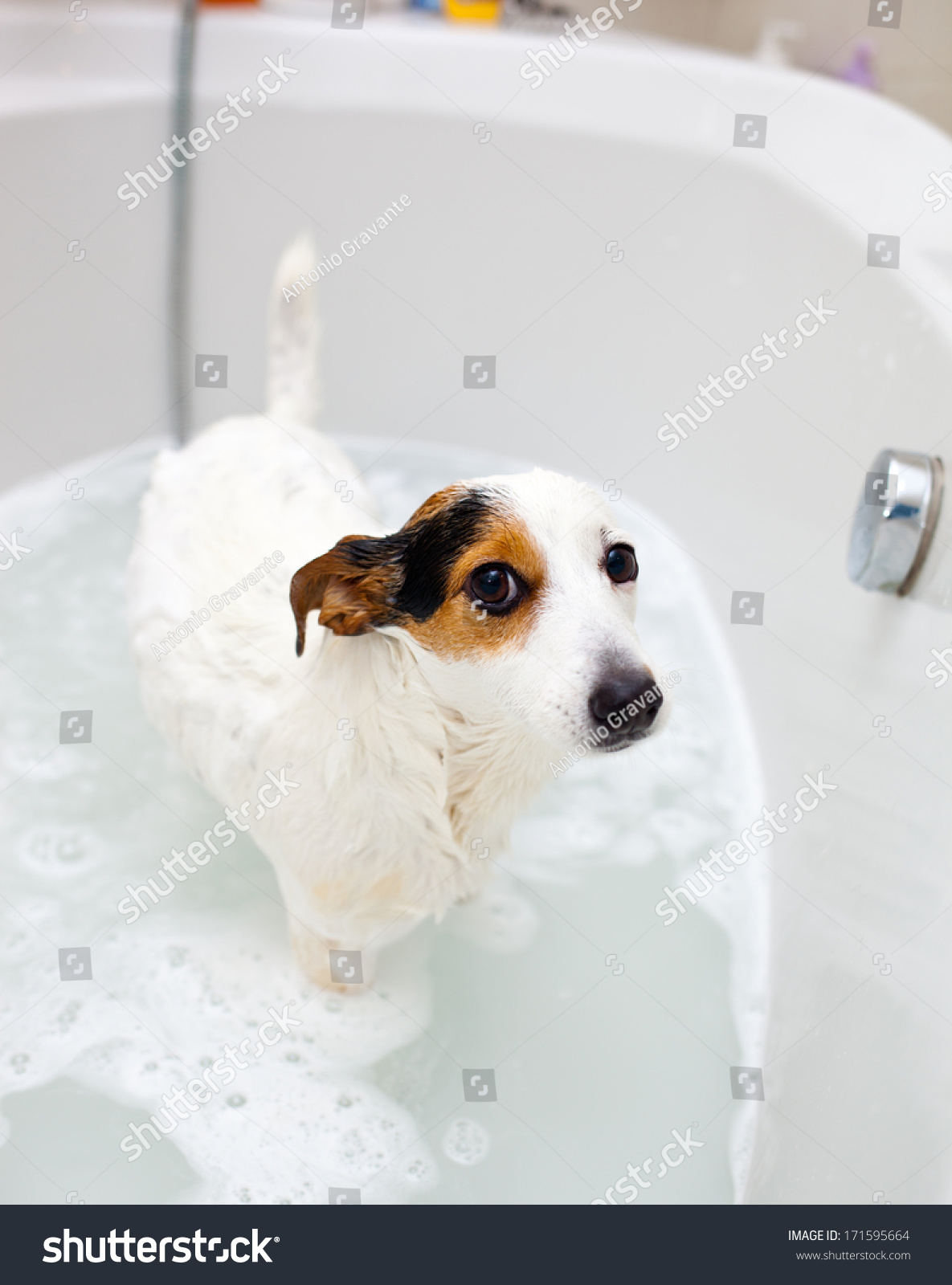 Jack Russell dog taking a bath in a bathtub