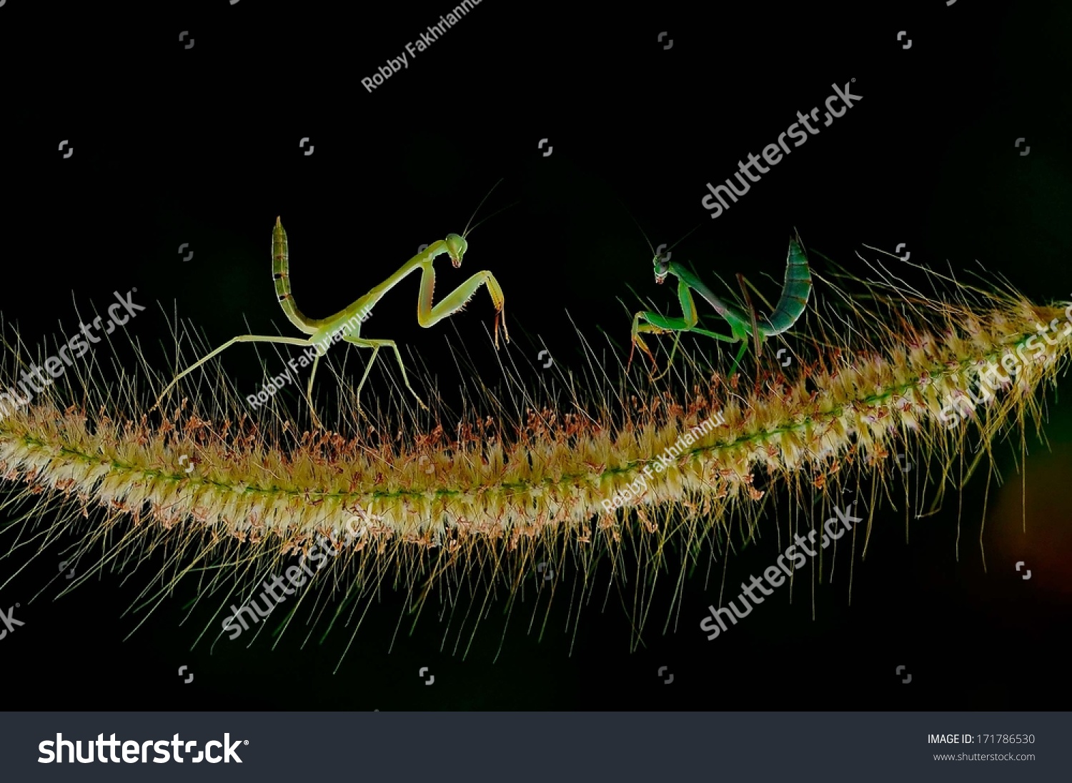 Praying Mantis fighting on grass flower with black background