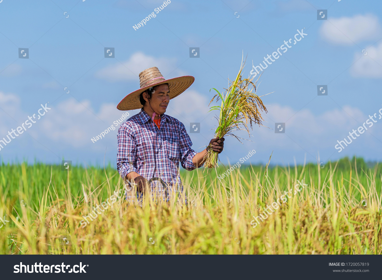 Asian farmer working in the rice field under blue sky