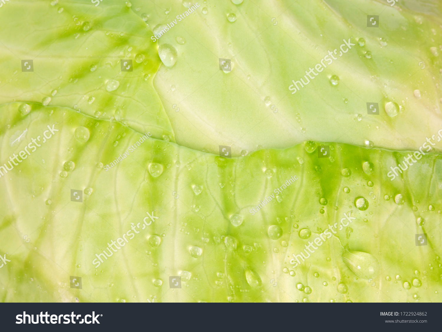 Fresh green cabbage leaf with water drops macro photography. Fresh raw vegetable healthy organic food concept