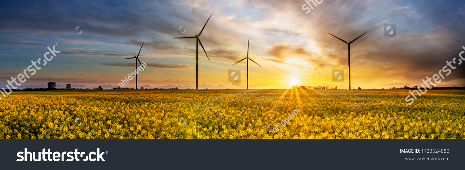 Wind power plants on yellow rape field at sunset
