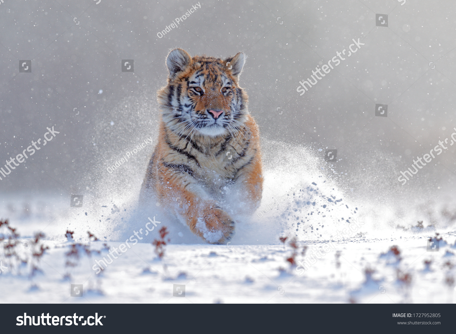 Tiger in wild winter nature  running in the slash snow. Siberian tiger  Panthera tigris altaica. Snowflakes with wild cat. Action wildlife scene with dangerous animal. Cold winter in taiga  Russia. 