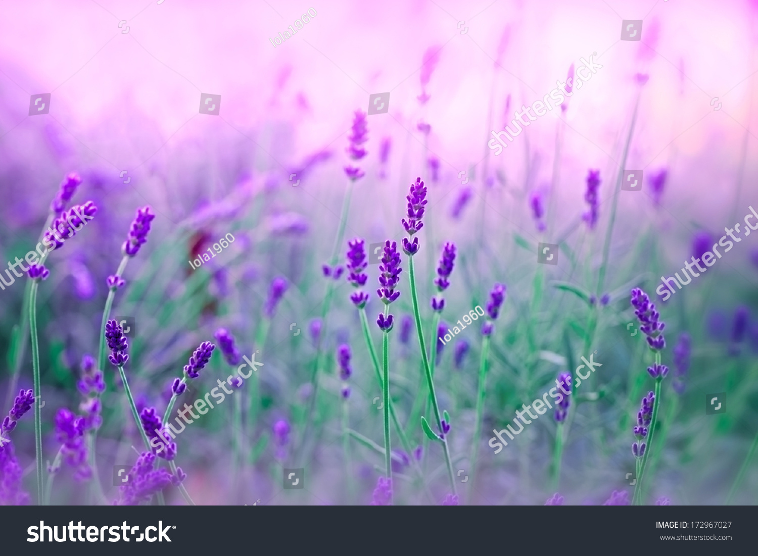 Lavender in my garden