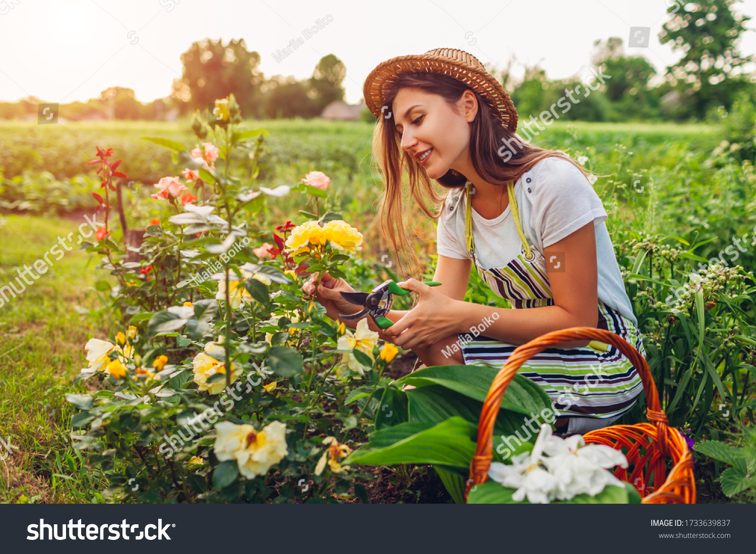Young woman gathering flowers in garden. Gardener cutting roses off with pruner for bouquet. Summer gardening work
