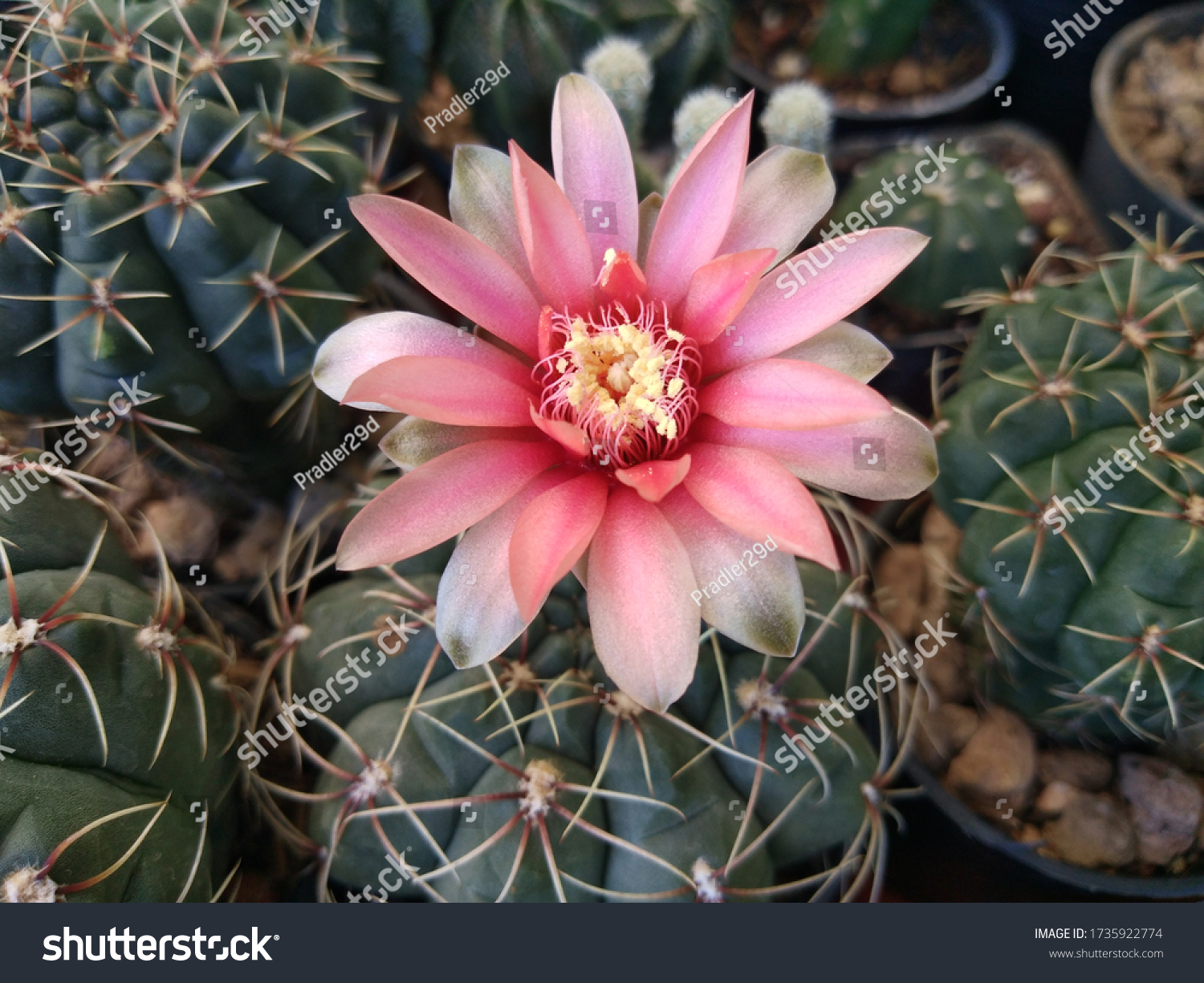 pinkflowerdesertplantcactusgymnocalyciumbaldianumpinkbl