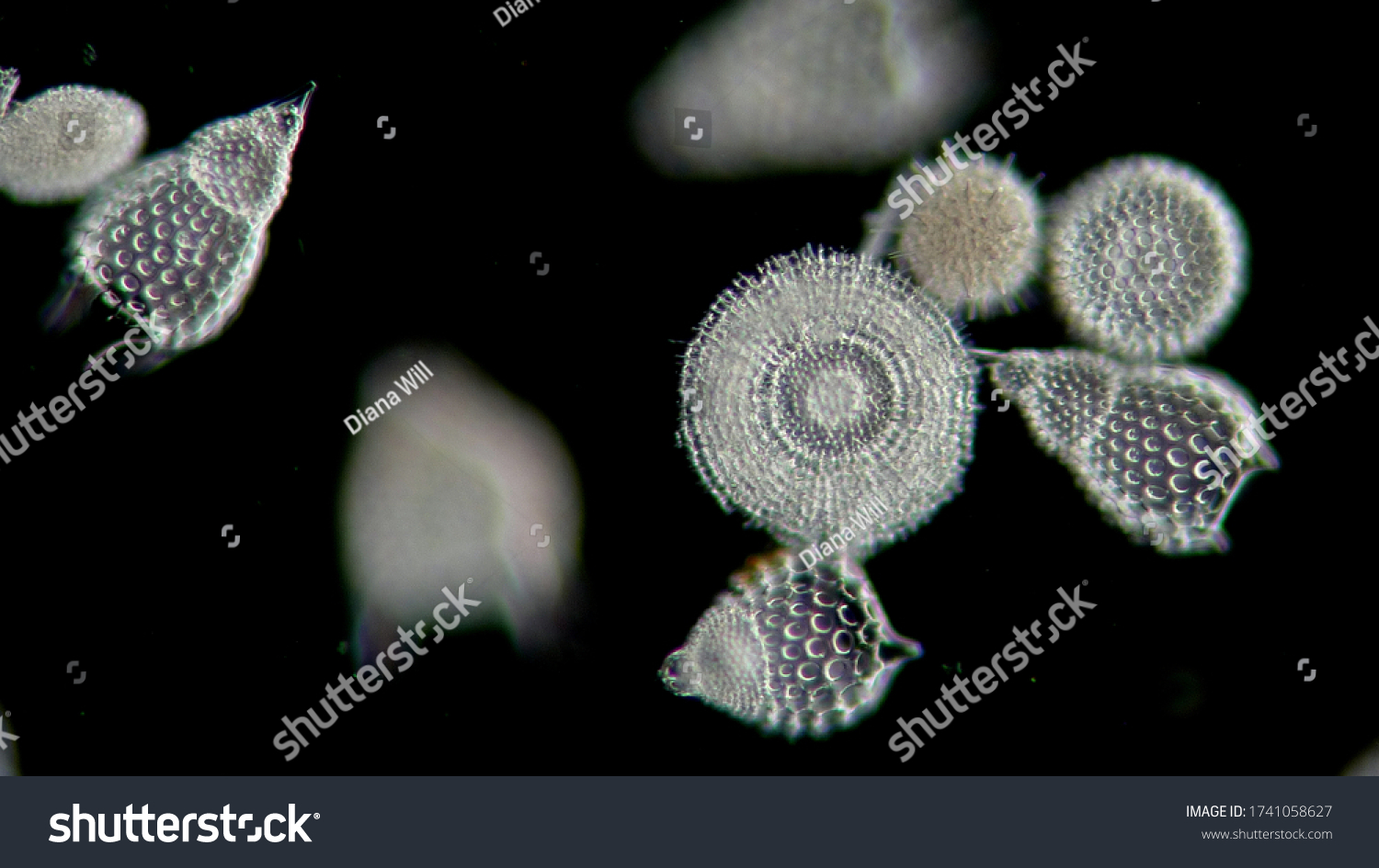 microscopy of a sampling of diatoms  microalgae  jewels of the sea  living opals
