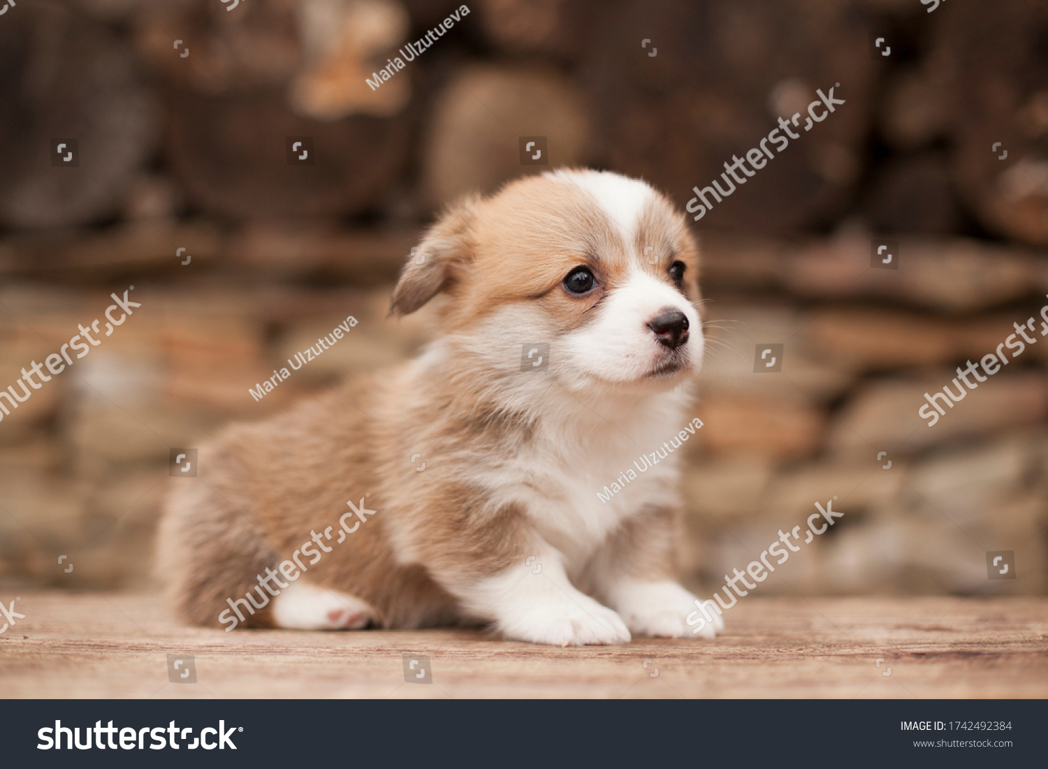 newborn welsh corgi pembroke puppy