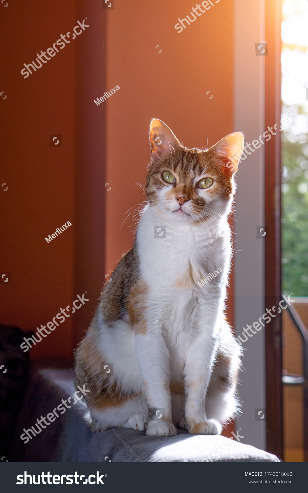 old european three colour cat with big green eyes sitting on the