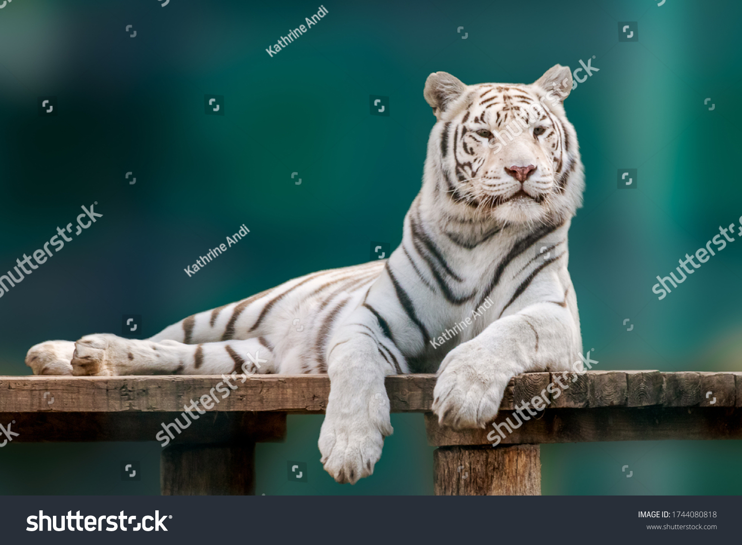 White tiger with black stripes laying down on wooden deck. Full size portrait. Close view with green blurred background. Wild animals in zoo  big cat