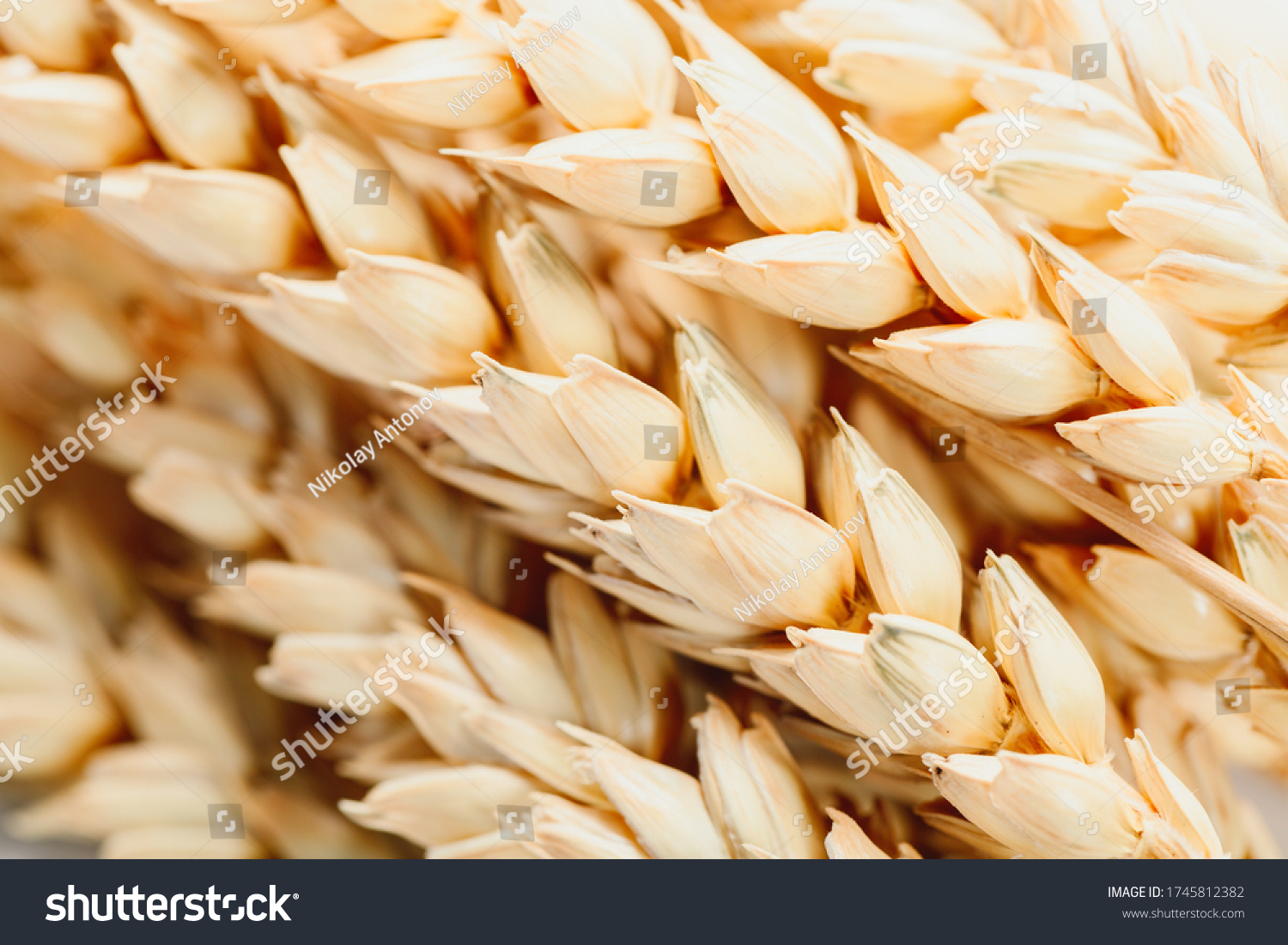 Close up of golden wheat as detail background. Agriculture concept.