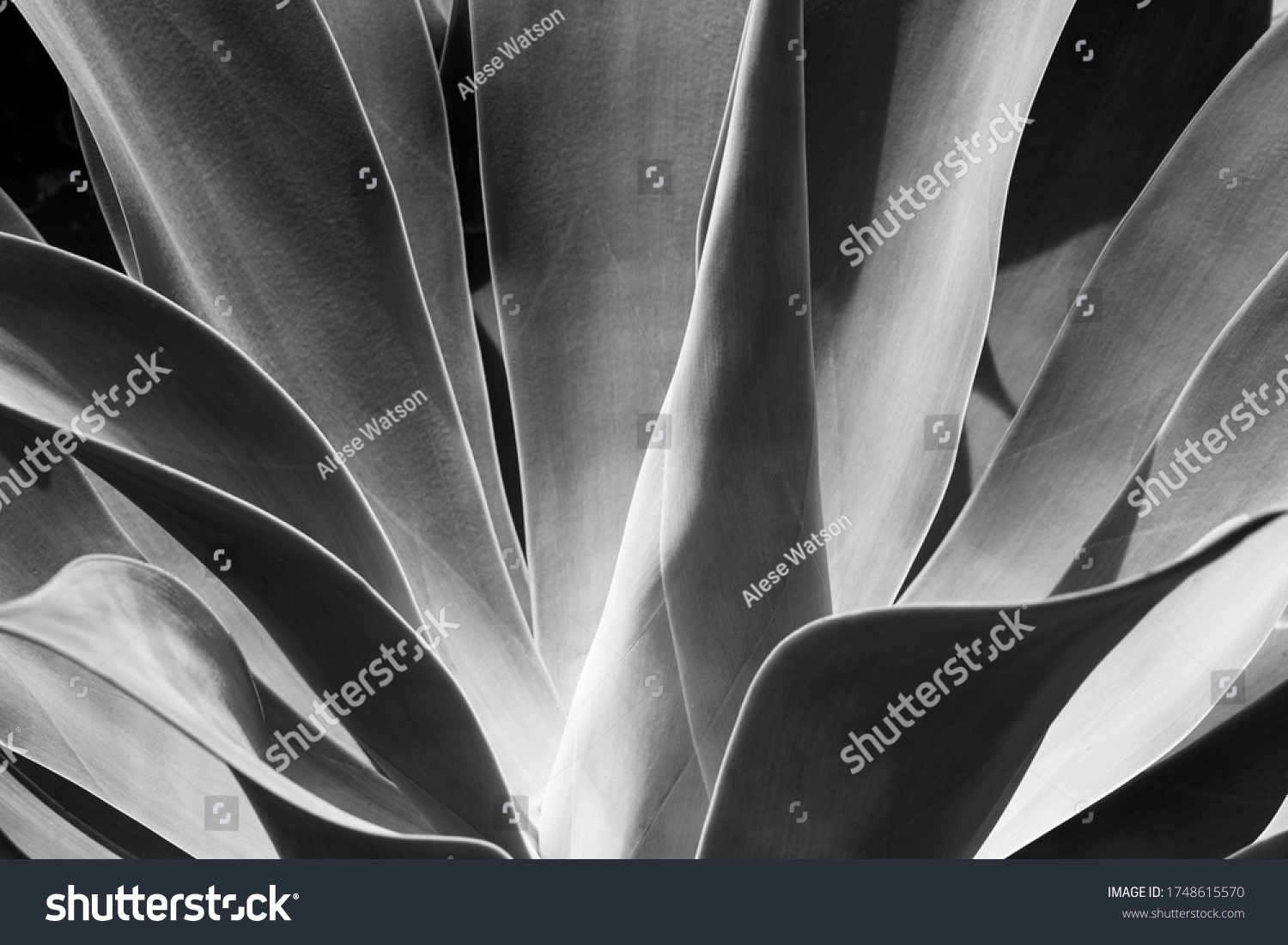 A black and white close-up of the Agave Attenuata plant's fleshy leaves in the Botanical Gardens of Sydney