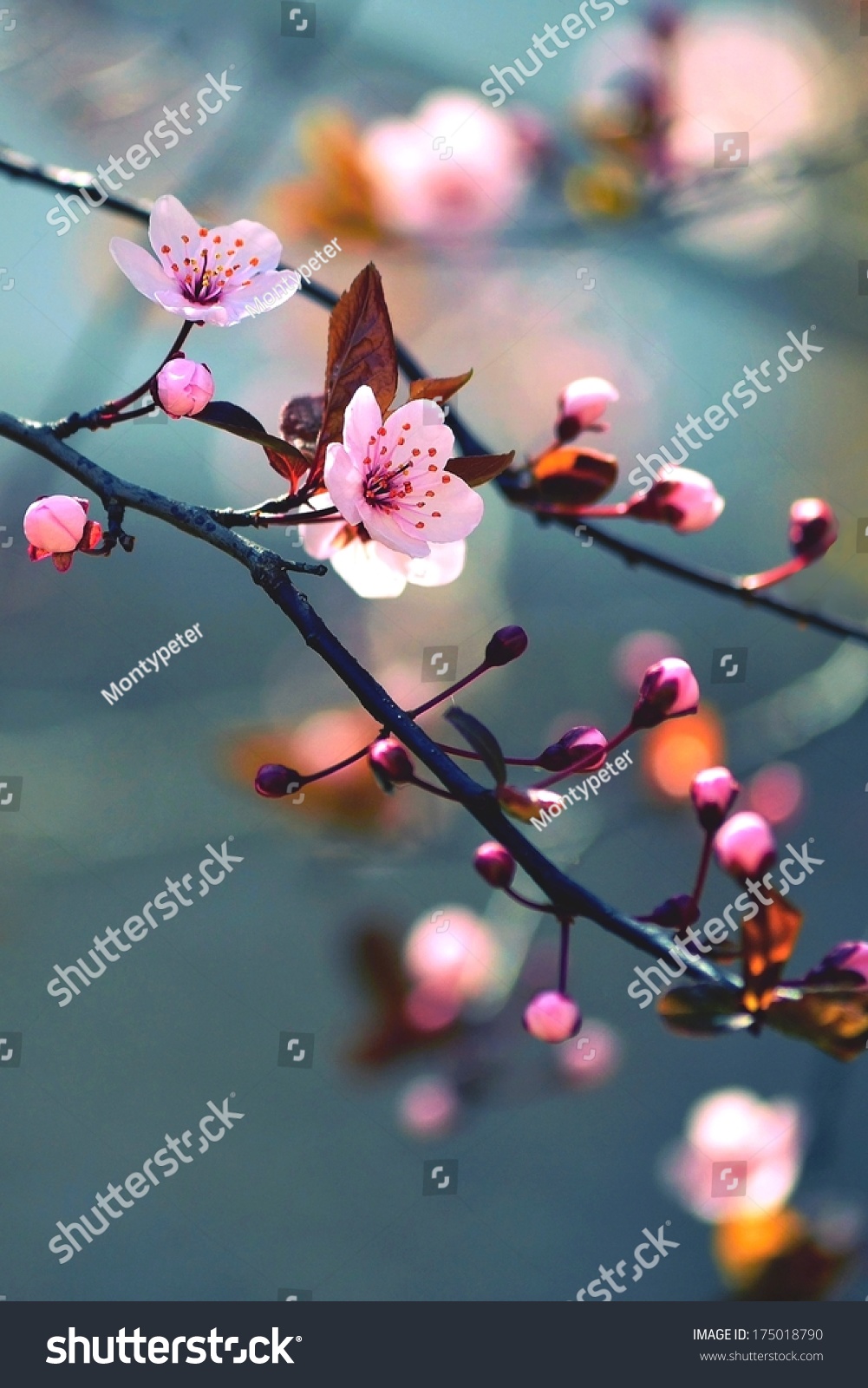 Beautiful flowering Japanese cherry - Sakura. Background with flowers on a spring day.