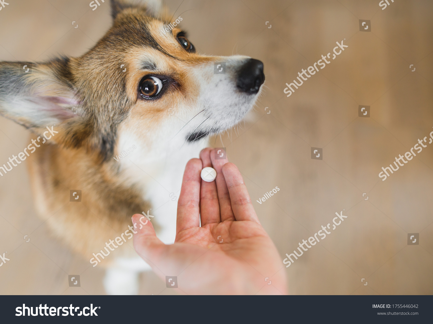 预览