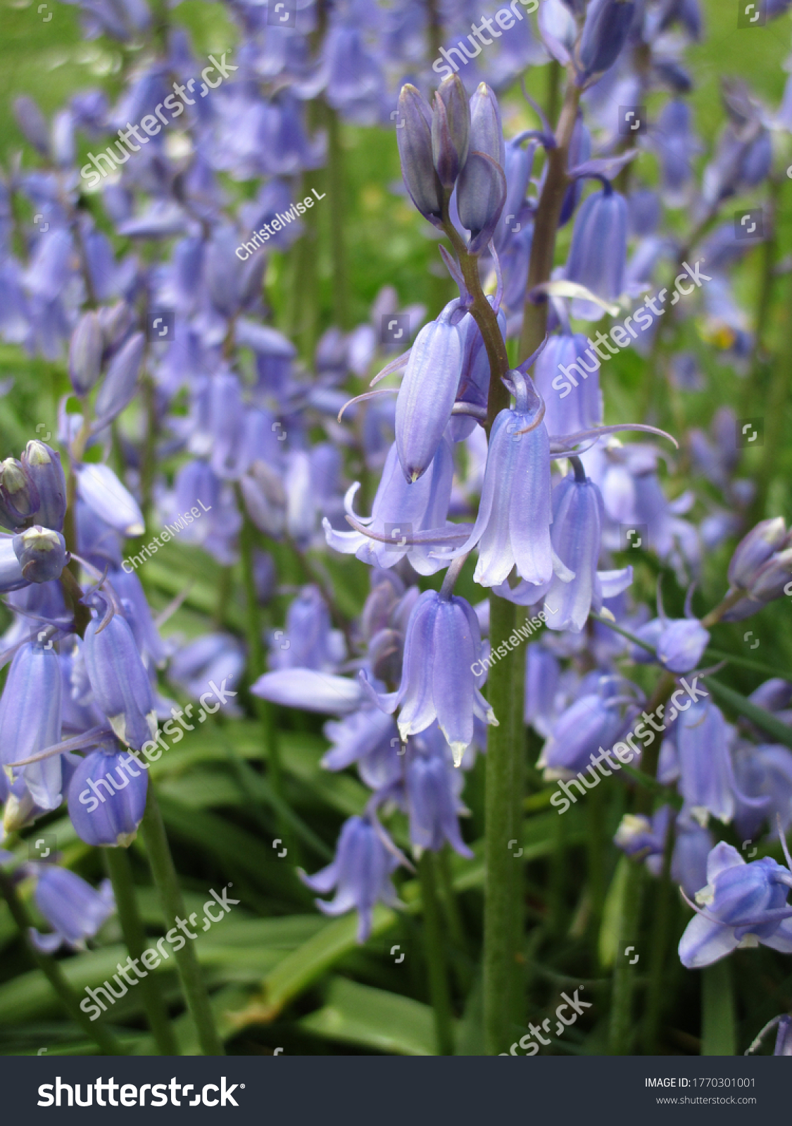 Sweet Common Bluebell Flowers Close Up
