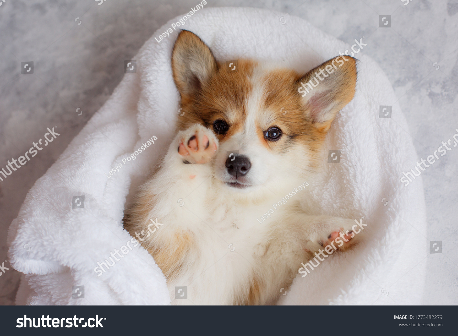 cute Welsh Corgi Pembroke puppy is lying on a blanket on its back