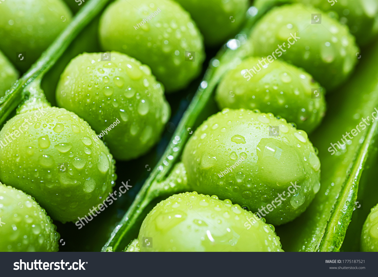 Pea seeds in pods in drops of water close-up macro photo. The concept of summer pea crop healthy vitamin food.