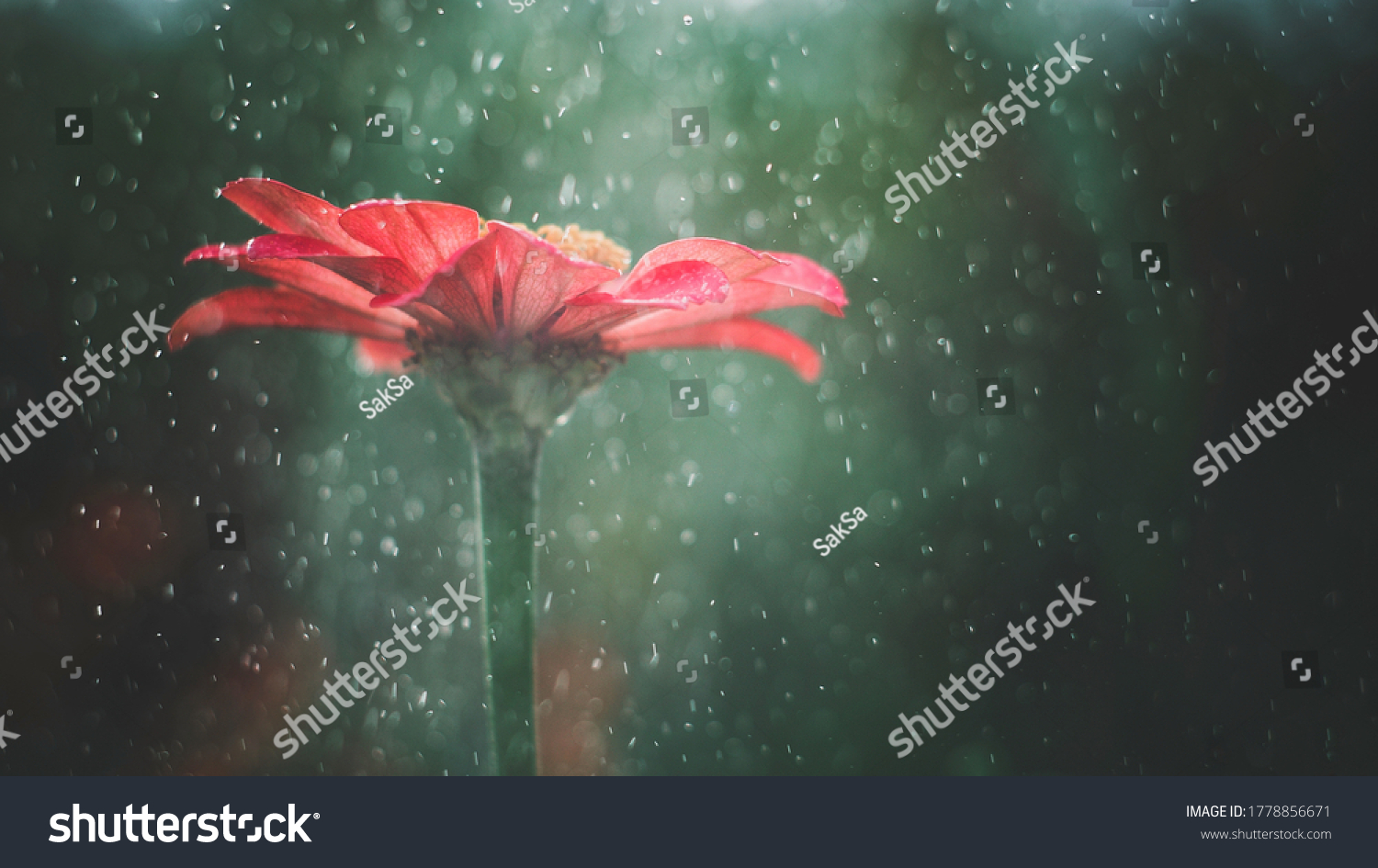 Red zinnia flower in summer rain & sunlight banner on green background. Red Zinnia flower in foggy garden in sunlight and rain water. Red flower with waterdrops sun light fog as fairytale background