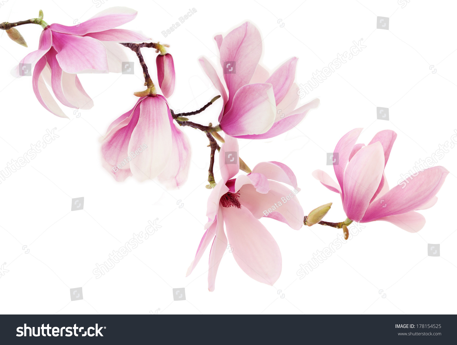 Beautiful pink spring magnolia flowers on a tree branch isolated on white