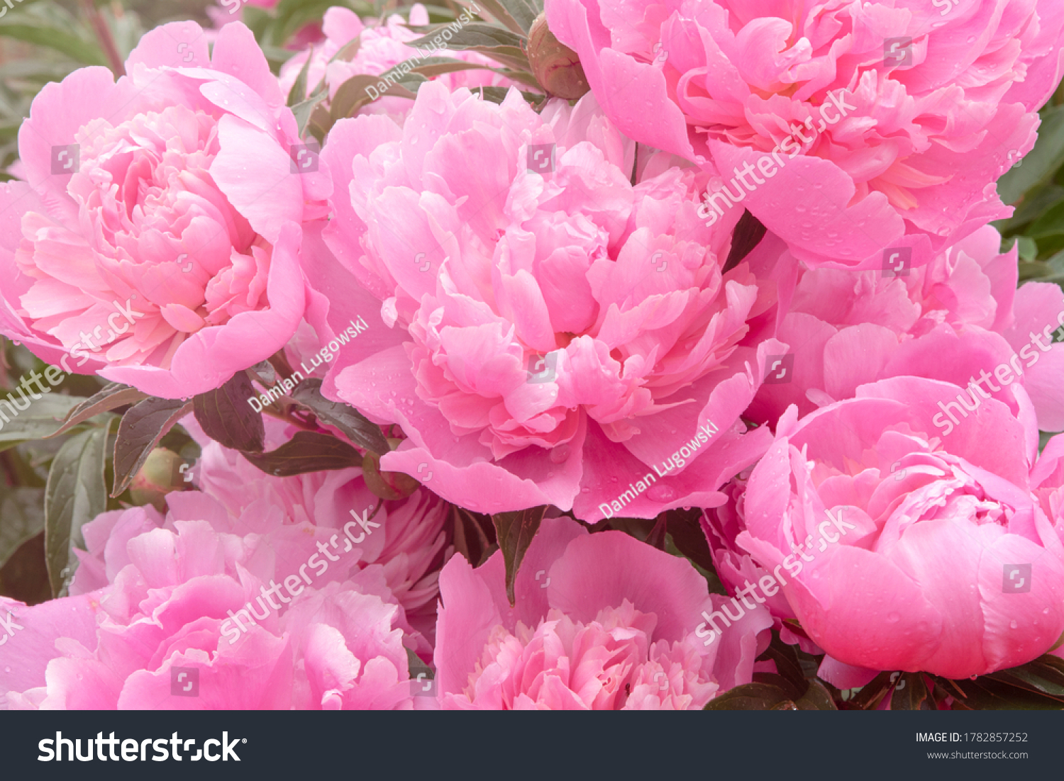 Peonies background. Pink peony flowers in summer garden. Blooming