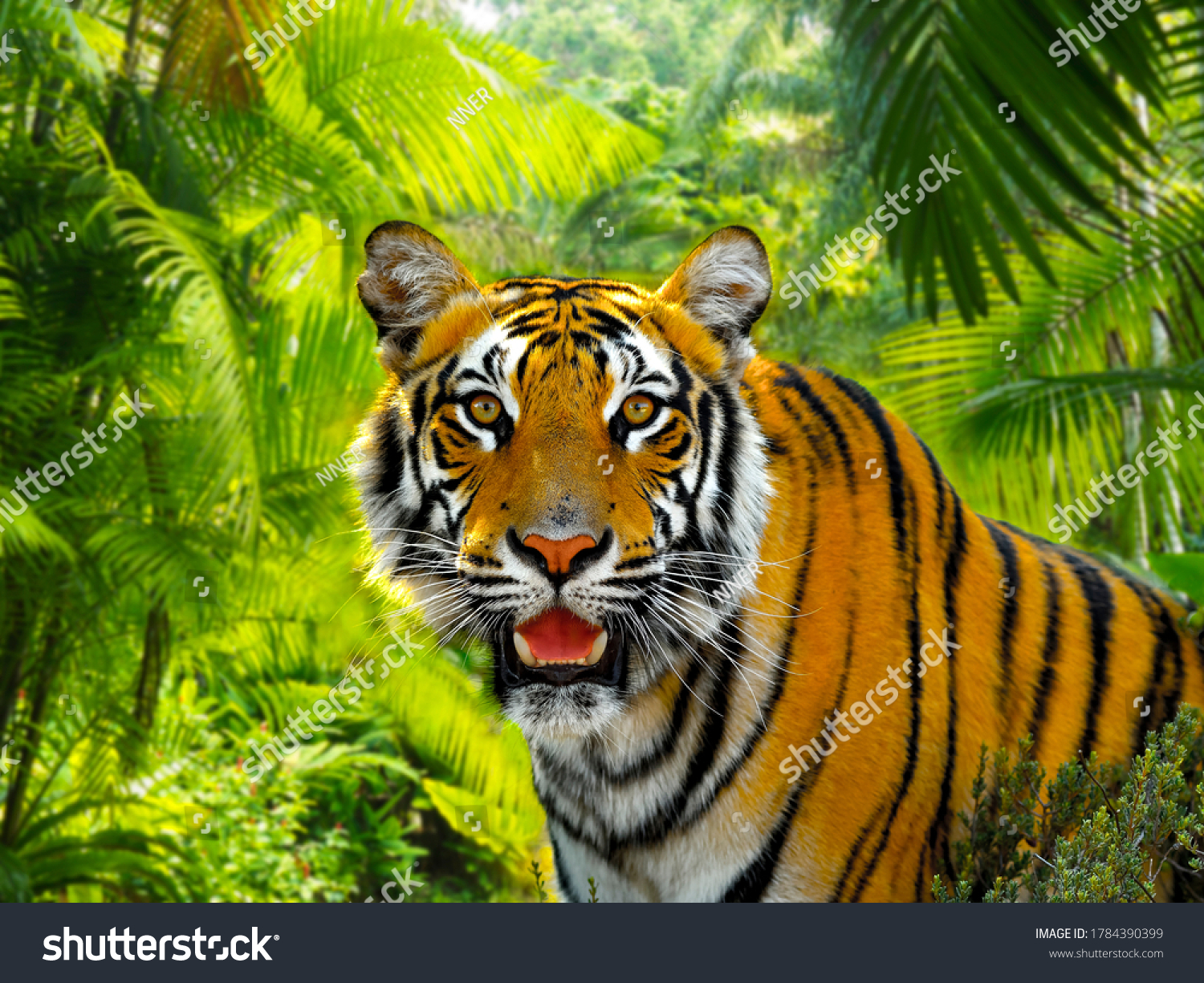 A Malaysian tiger in a rainforest under the sun  soft focus background