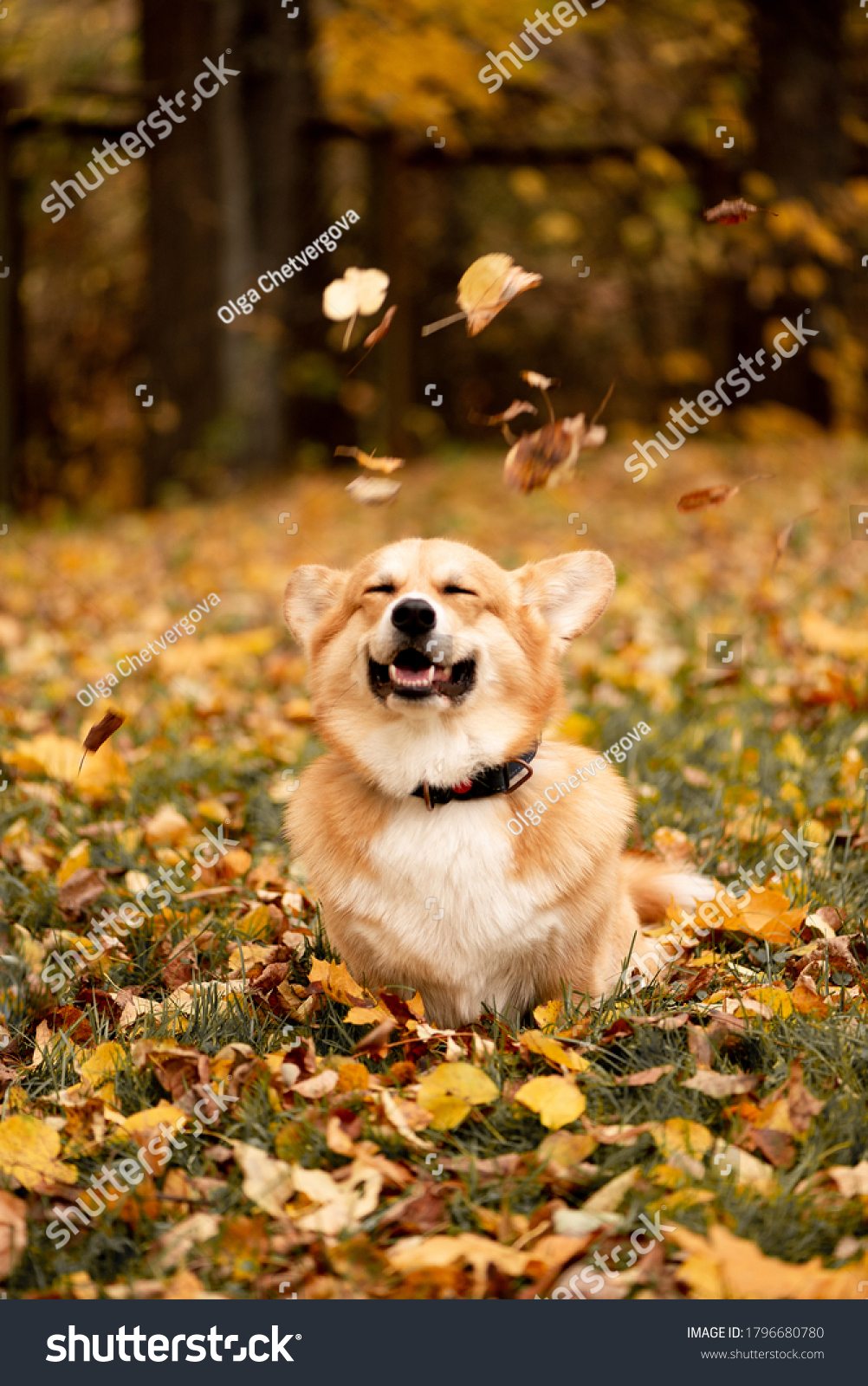 Dog looks at the camera and smile