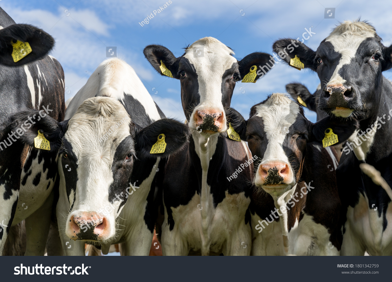 Holstein Cows with Blonde Markings - wide 11
