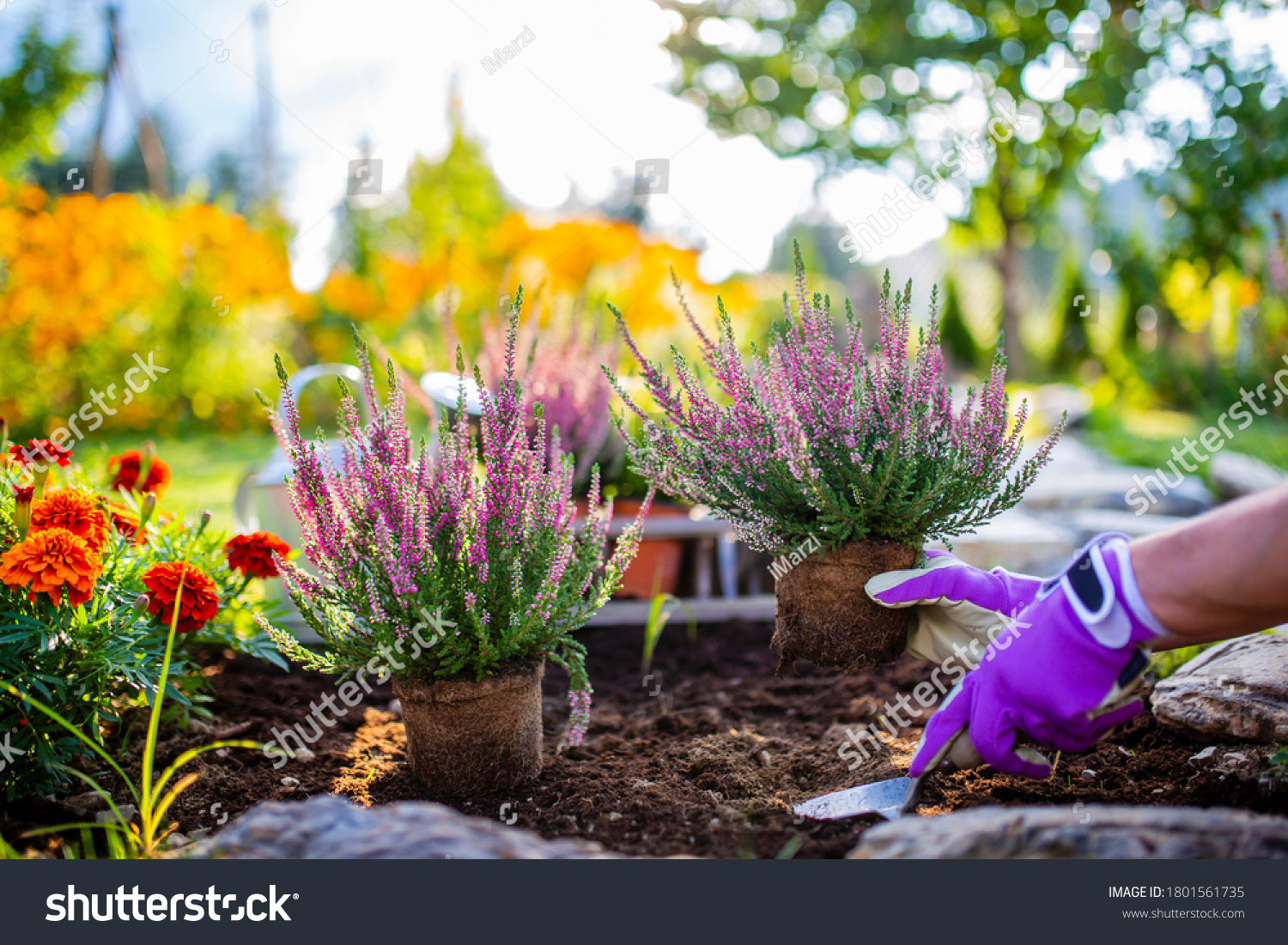 A woman plants autumn heathers in the garden.