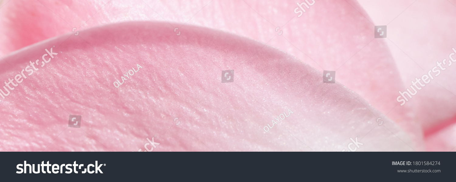 Botanical concept wedding invitation card - Soft focus abstract floral background pink rose flower petals. Macro flowers backdrop for holiday design