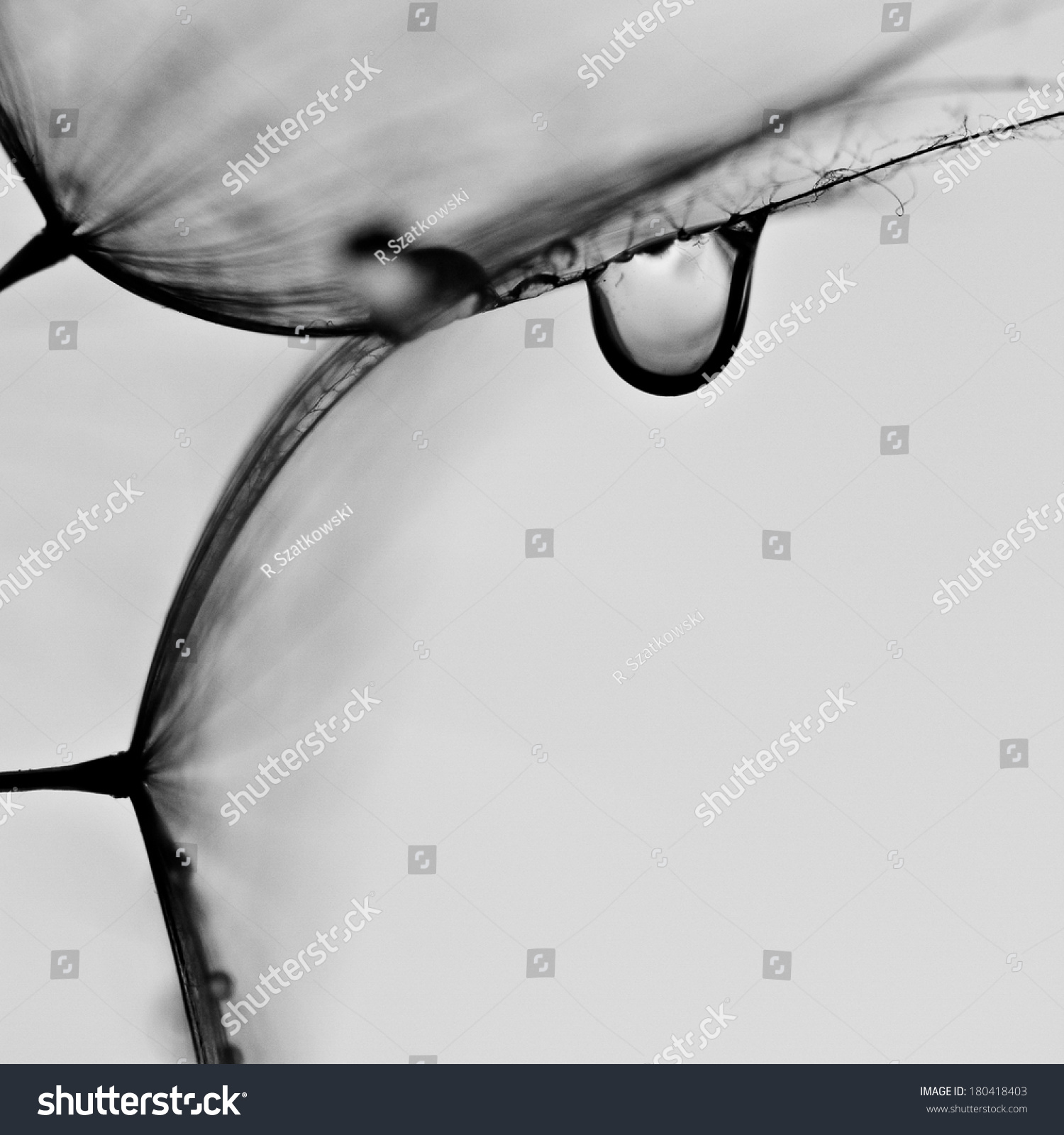 Abstract macro photo of plant seeds with water drops. Big dandelion seed 