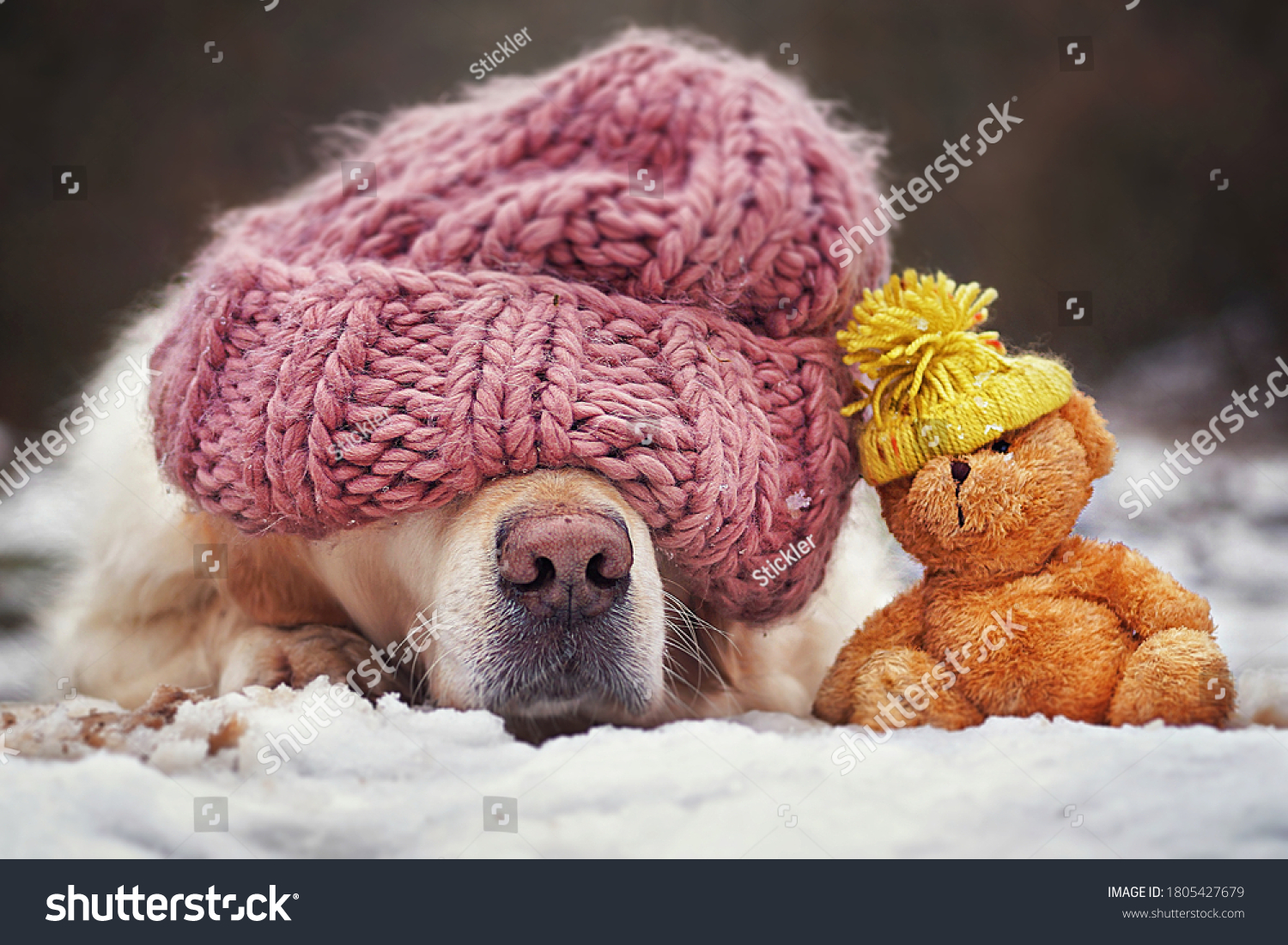 Cute dog with a hat is sleeping in the snow next to his teddy bear