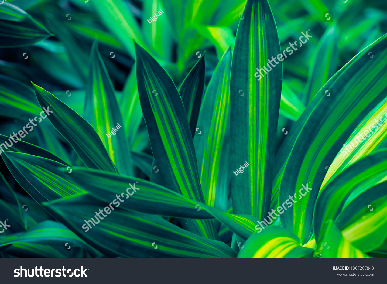 greenery,greener用英语怎么说 greenery,greener用英语怎么说