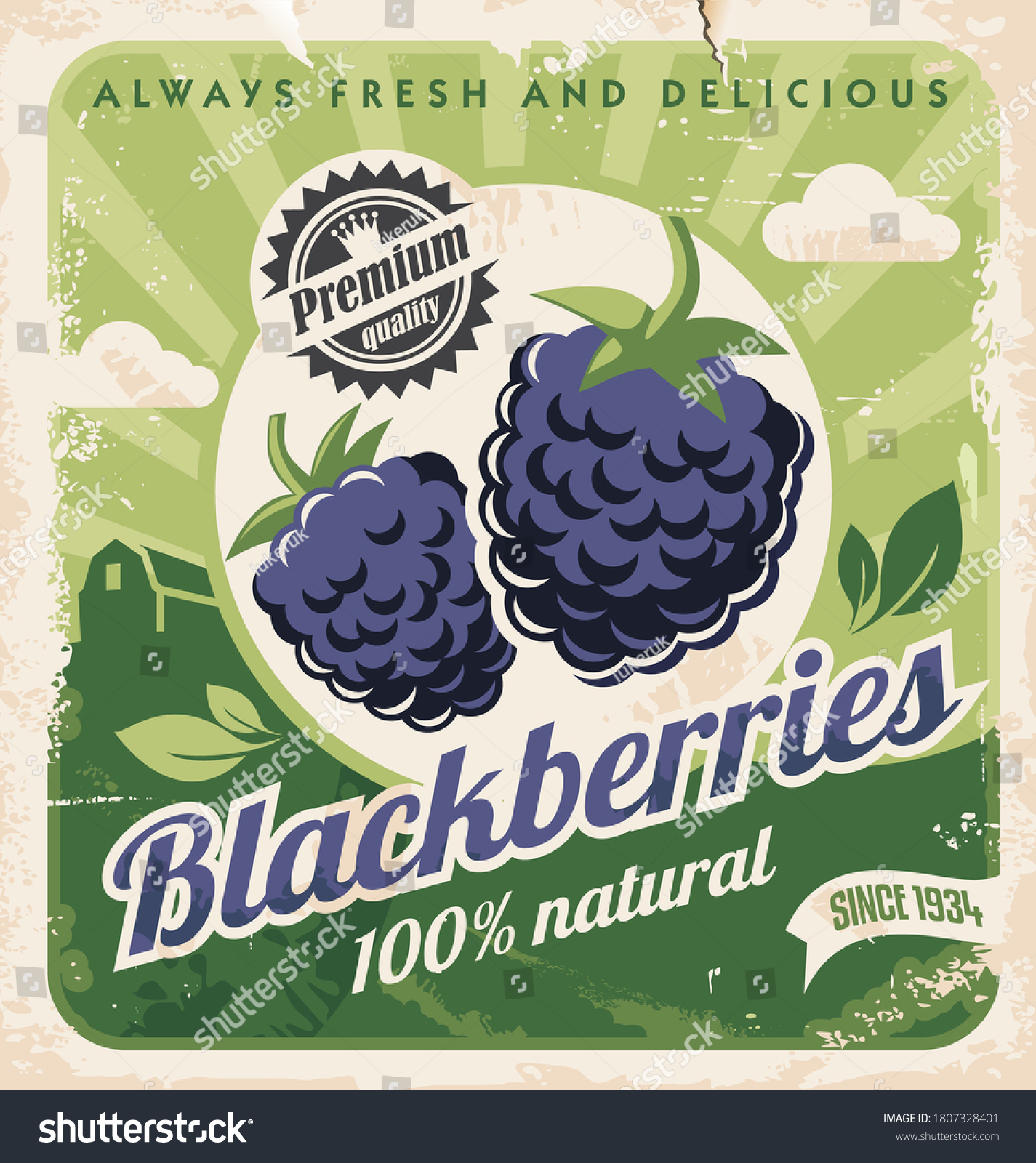Blackberries farm vintage promo poster for locally grown fruit. Healthy fresh food. Vector illustration.