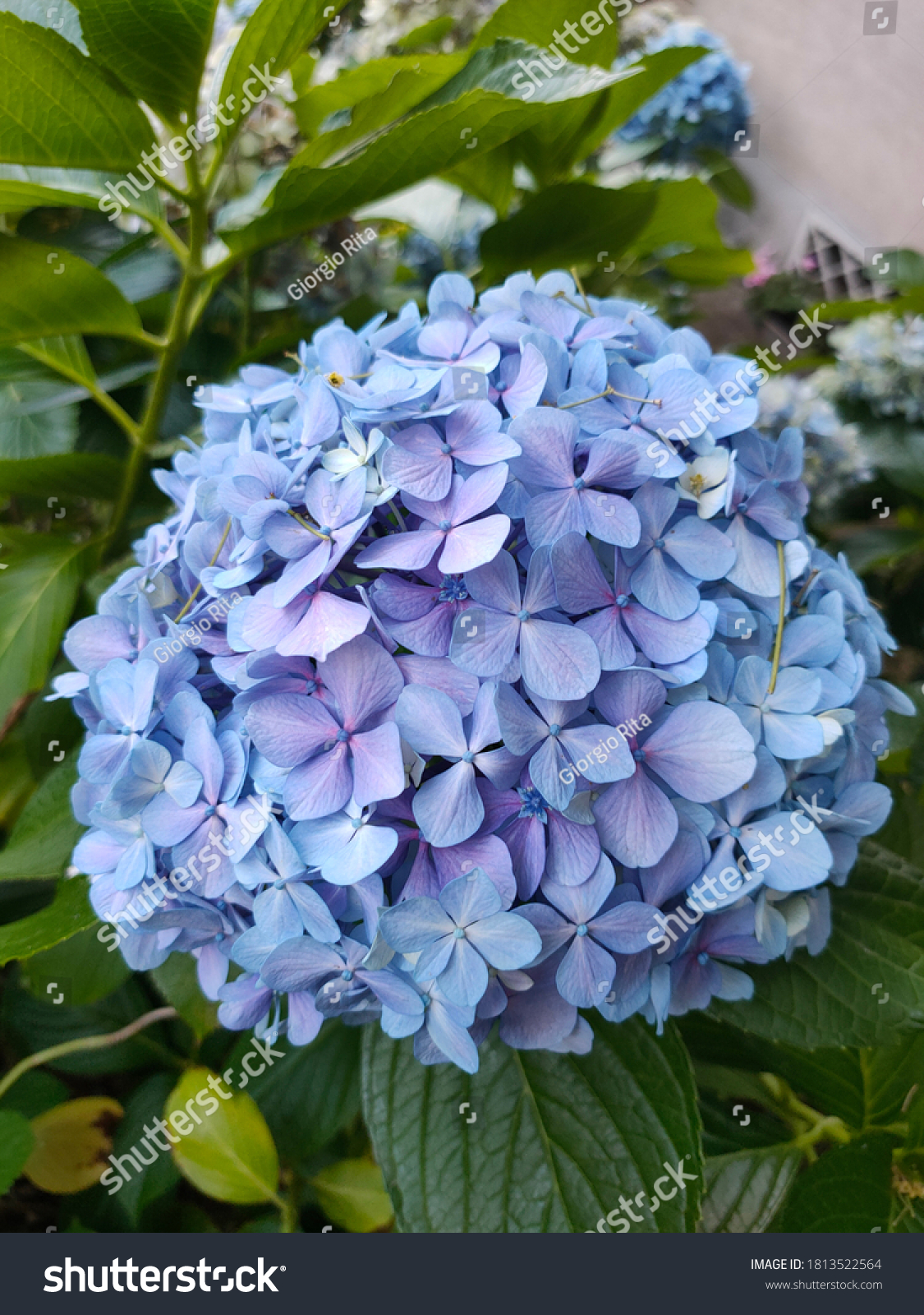 the hydrangea with blue flowers