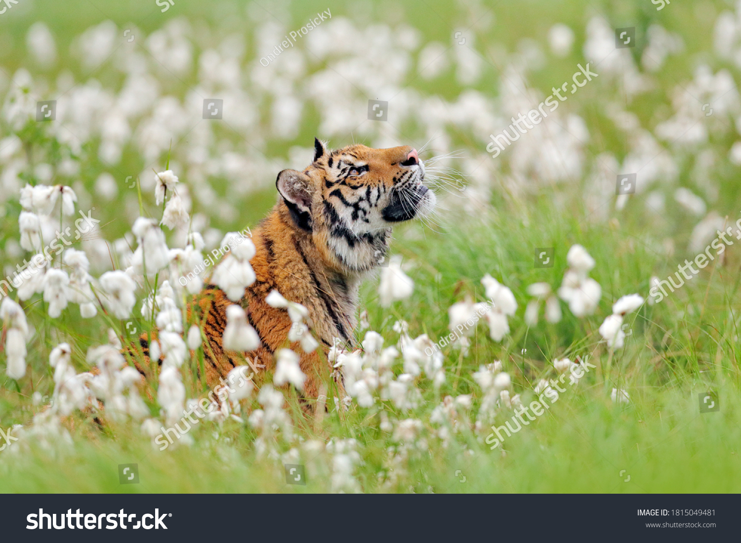 Siberian tiger in nature meadow habitat foggy morning. Amur tiger hunting in green white cotton grass. Dangerous animal taiga Russia. Big cat sitting in environment. Wild cat in wildlife nature.